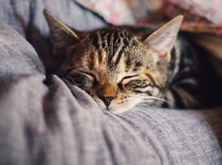 Comment s’occuper d’un chat